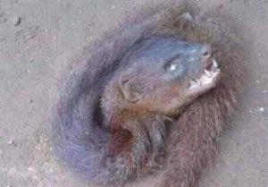 العثور على حيوان غريب بإحدى المزارع في الوادي الجديد